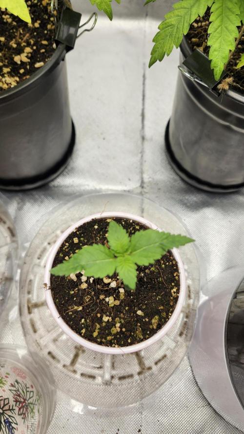 Big Berry Bliss !!Business!!. Week 0 - 04/01 (1)