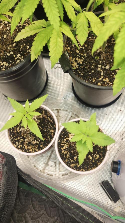 Big Berry Bliss !!Business!!. Week 0 - 04/08 (Both)