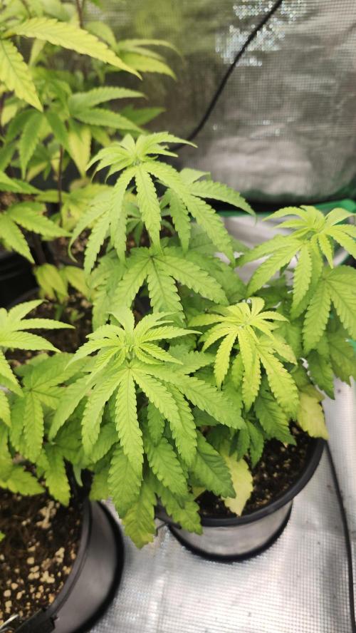 Papaya Flow. Week 4 - 04/08 (1)