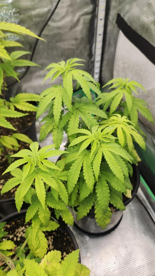 Papaya Flow. Week 4 - 04/08 (1)
