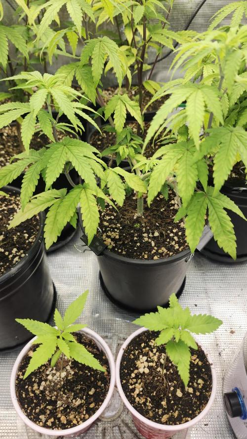 Papaya Flow. Week 4 - 04/08 (2)