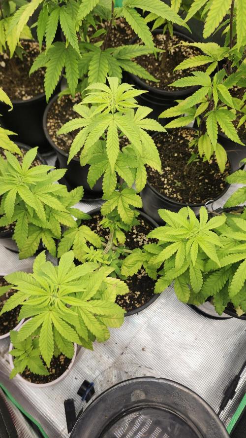 Papaya Flow. Week 4 - 04/08 (2)