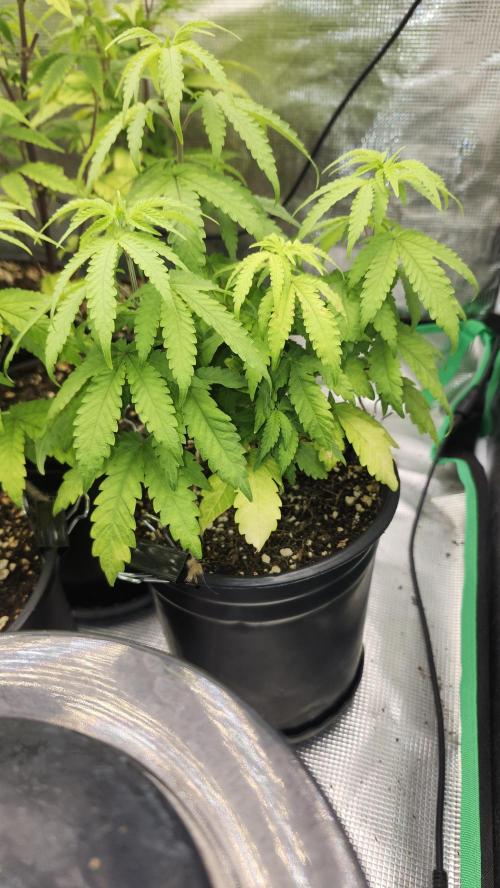 Papaya Flow. Week 4 - 04/11 