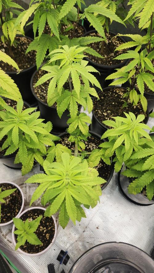 Papaya Flow. Week 4 - 04/11 