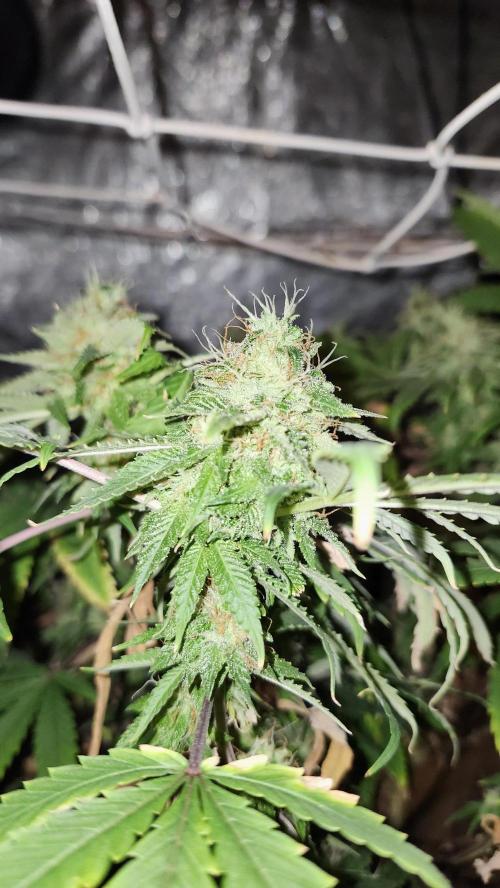 Grapeppy Grape!!. Week 26 - 04/11 (M)