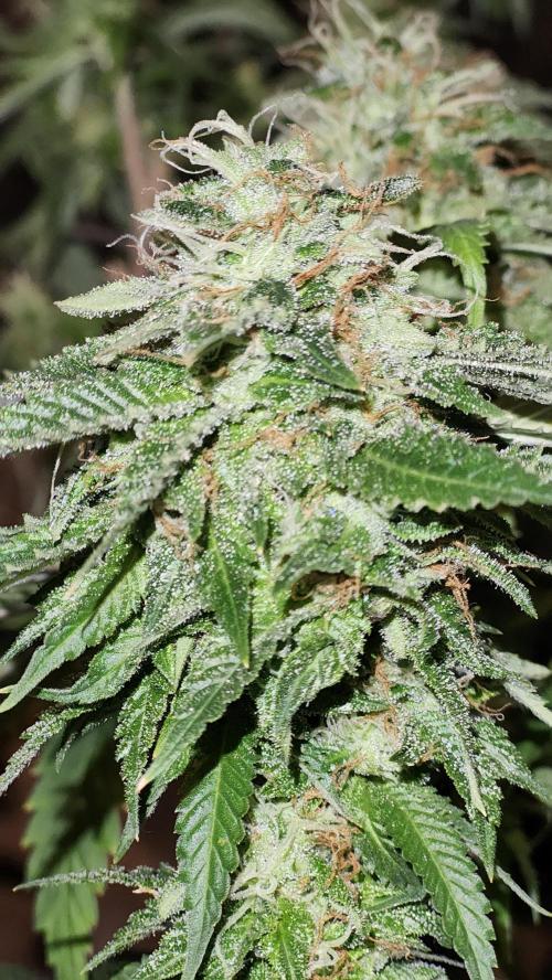 Grapeppy Grape!!. Week 26 - 04/11 (M)