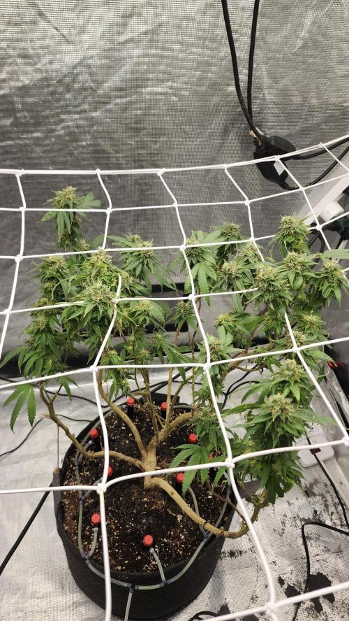 Grapeppy Grape!!. Week 26 - 04/11 (M)