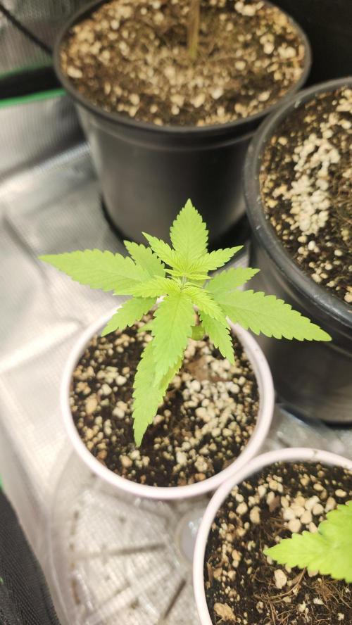 Big Berry Bliss !!Business!!. Week 0 - 04/11