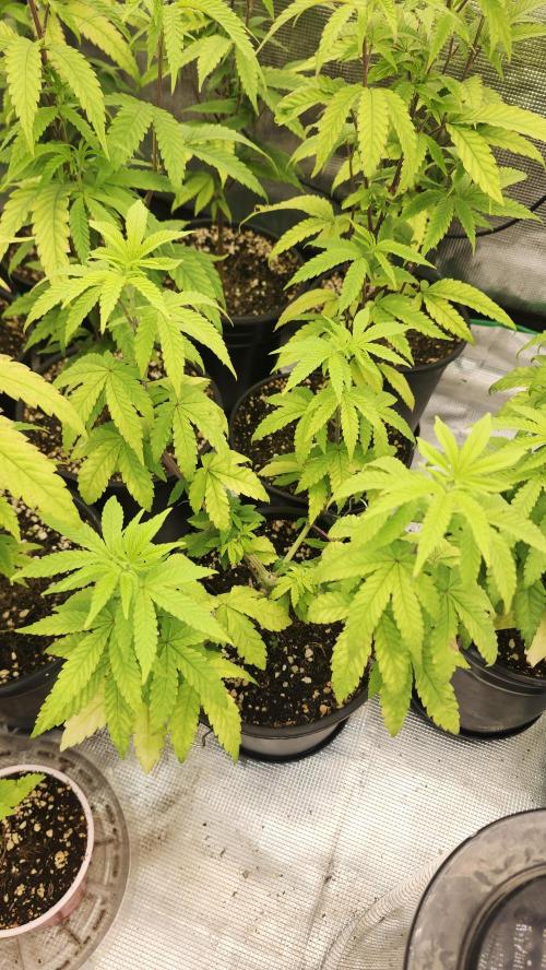 Papaya Flow. Week 5 - 04/11 
