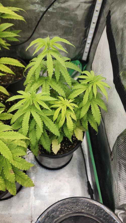 Papaya Flow. Week 5 - 04/11 