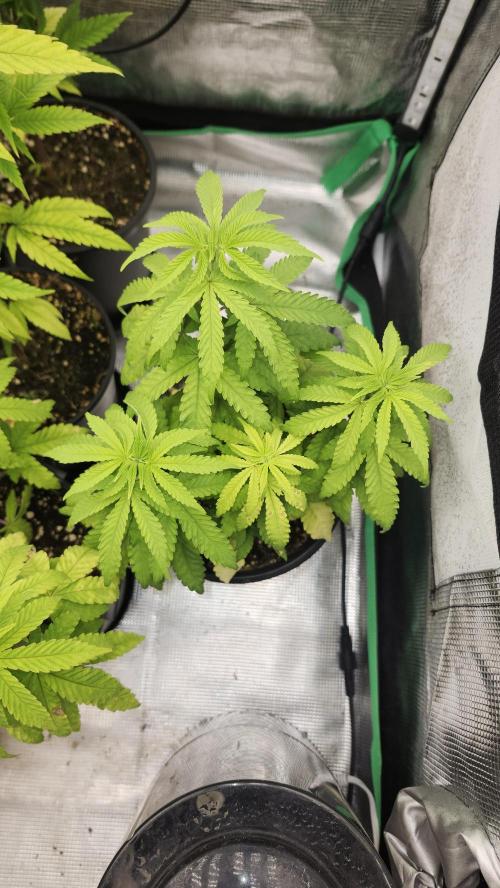 Papaya Flow. Week 5 - 04/11 