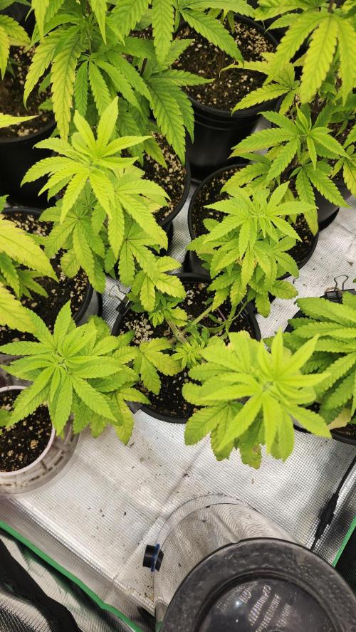 Papaya Flow. Week 5 - 04/11 