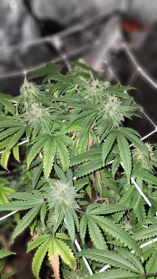 Grapeppy Grape!!. Week 27 - 04/11 (M)