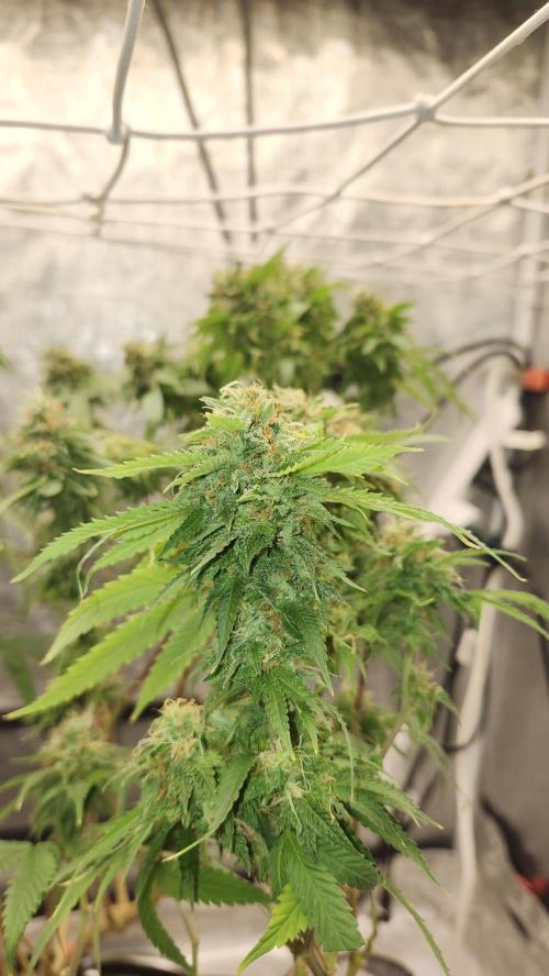 Grapeppy Grape!!. Week 27 - 04/11 (M)