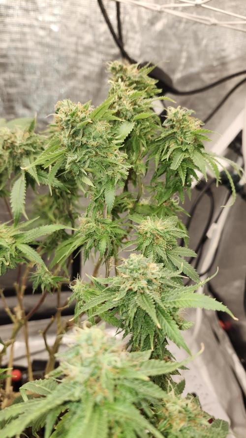 Grapeppy Grape!!. Week 27 - 04/11 (M)