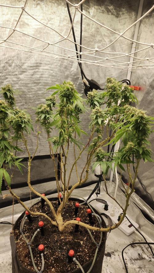 Grapeppy Grape!!. Week 27 - 04/11 (M)