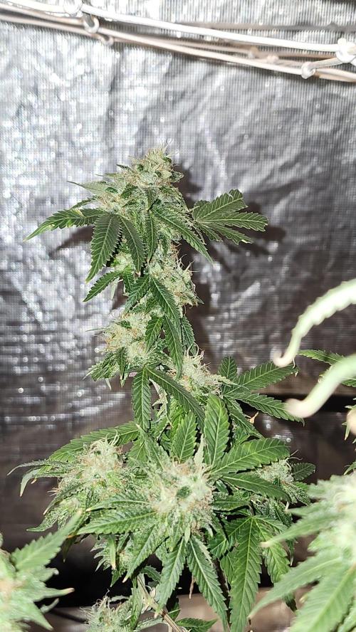 Grapeppy Grape!!. Week 27 - 04/12 (M)