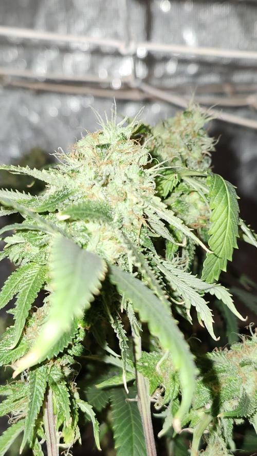 Grapeppy Grape!!. Week 27 - 04/12 (M)