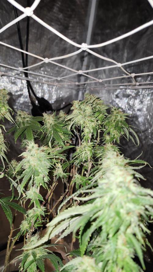 Grapeppy Grape!!. Week 27 - 04/12 (M)