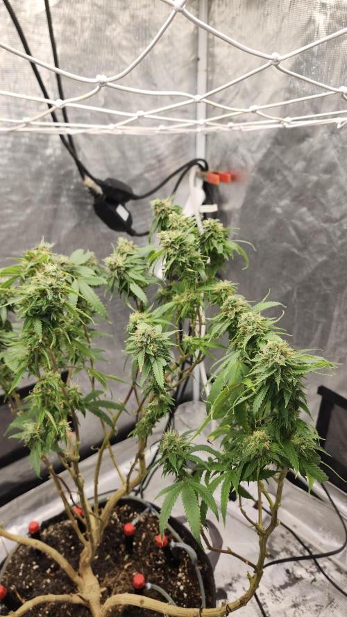 Grapeppy Grape!!. Week 27 - 04/12 (M)