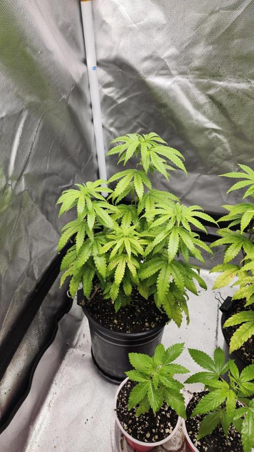 Papaya Flow. Week 5 - 04/18