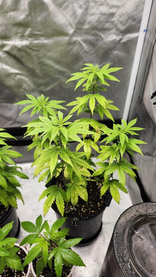 Papaya Flow. Week 5 - 04/18