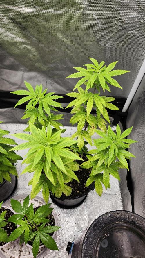 Papaya Flow. Week 5 - 04/18