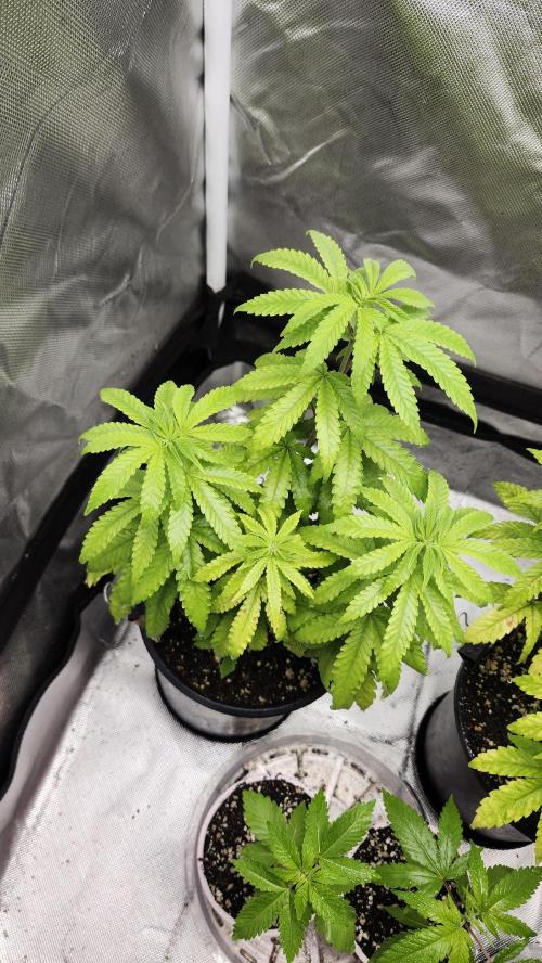 Papaya Flow. Week 5 - 04/18