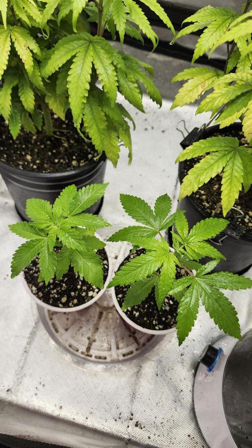 Big Berry Bliss !!Business!!. Week 0 - 04/18