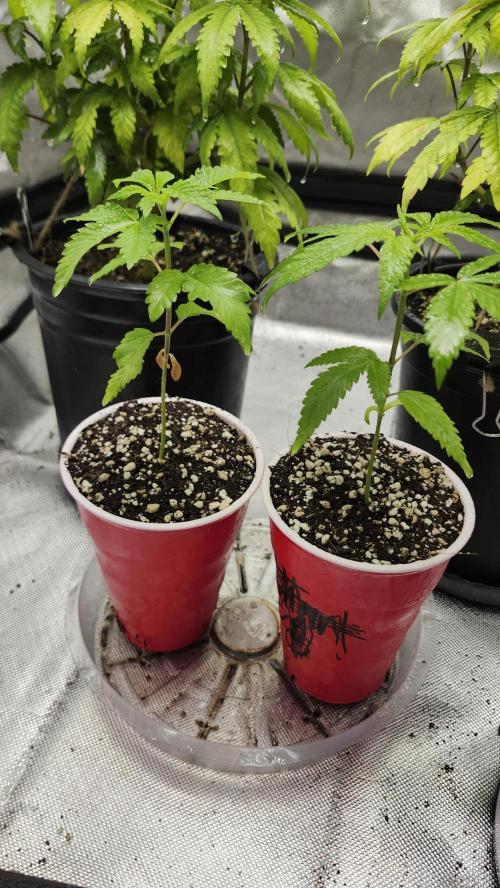 Big Berry Bliss !!Business!!. Week 0 - 04/18