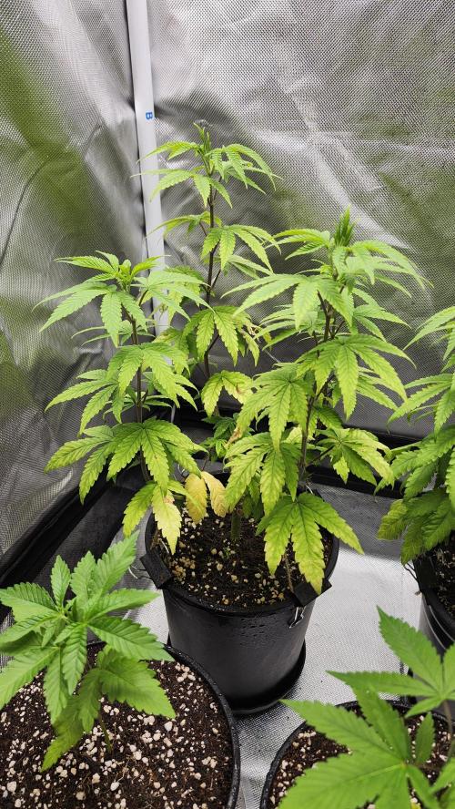 Papaya Flow. Week 6 - 04/26