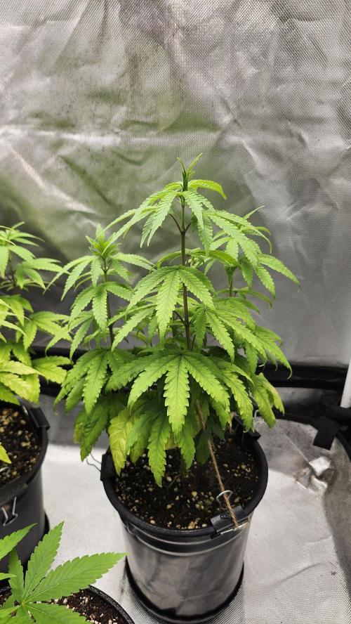Papaya Flow. Week 6 - 04/26