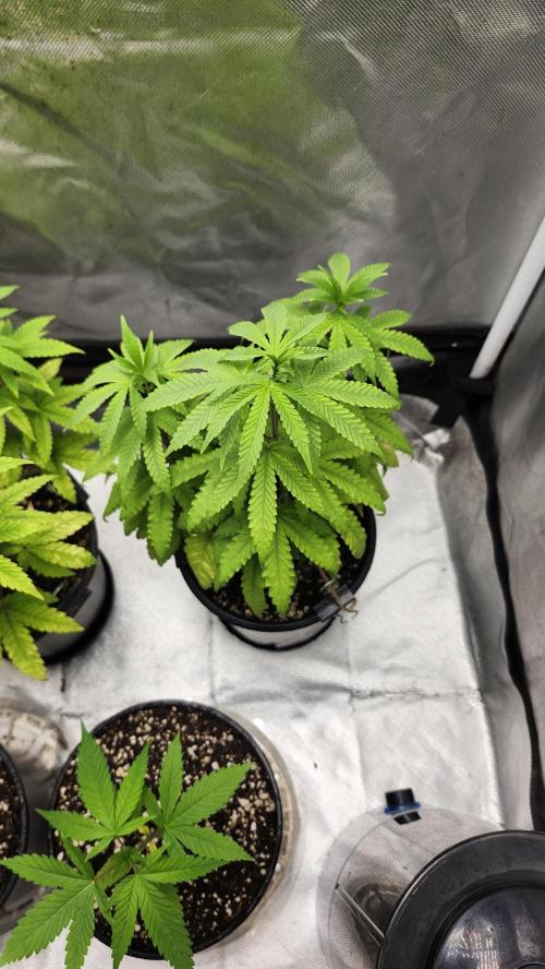 Papaya Flow. Week 6 - 04/26