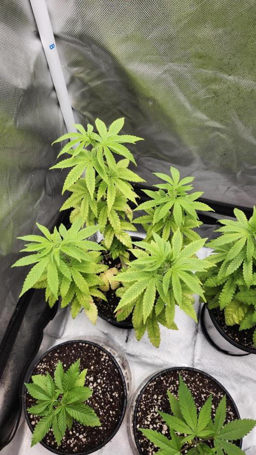 Papaya Flow. Week 6 - 04/26