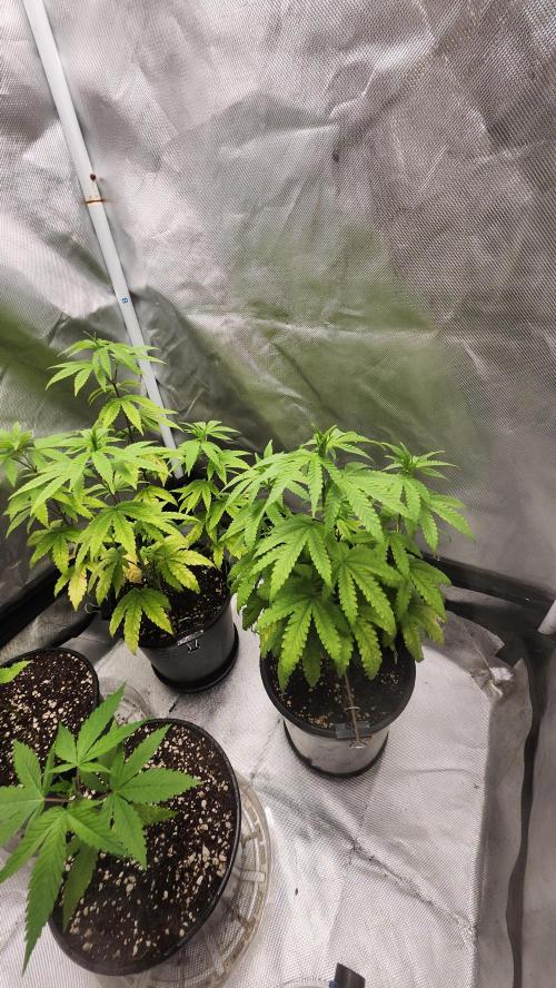 Papaya Flow. Week 6 - 04/26