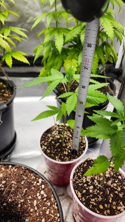 Big Berry Bliss !!Business!!. Week 1 - 04/19 (2)