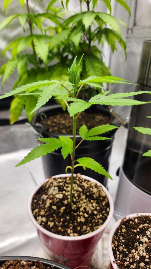 Big Berry Bliss !!Business!!. Week 1 - 04/19 (2)