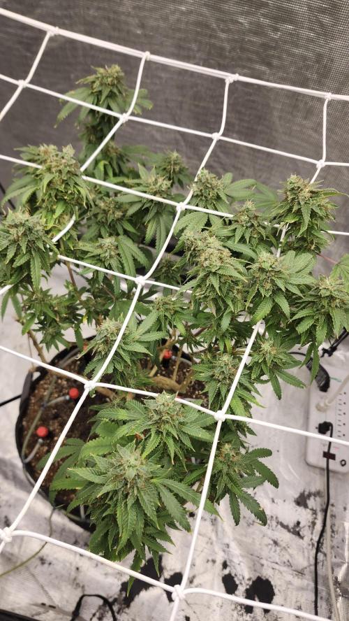Grapeppy Grape!!. Week 28 - 04/20 (M)