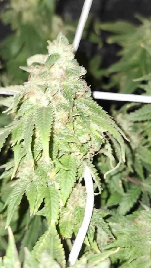 Grapeppy Grape!!. Week 28 - 04/20 (M)
