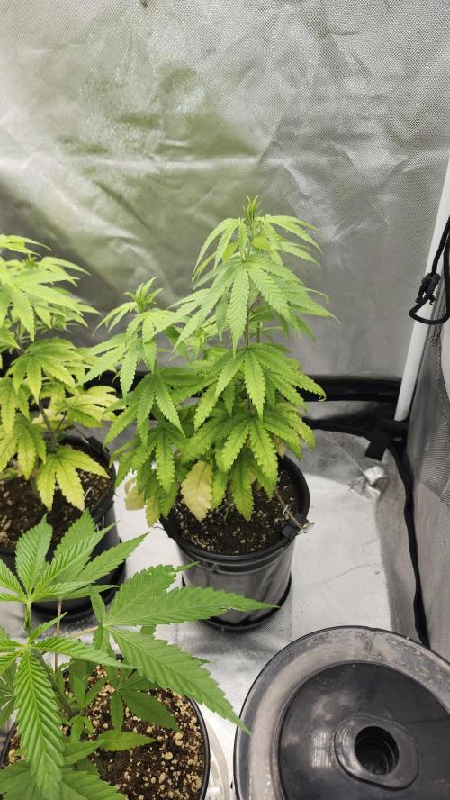 Papaya Flow. Week 6