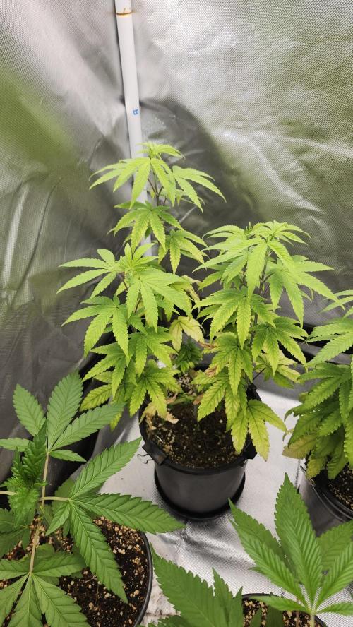 Papaya Flow. Week 6