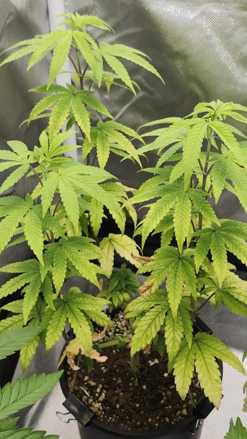 Papaya Flow. Week 6