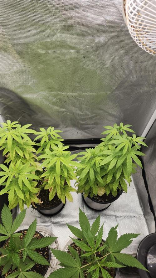 Papaya Flow. Week 6