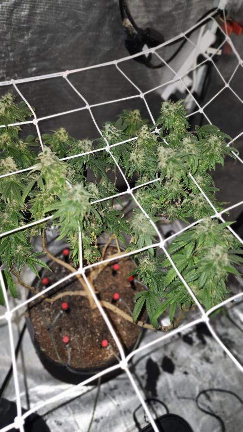 Grapeppy Grape!!. Week 29 - 04/26 (M)