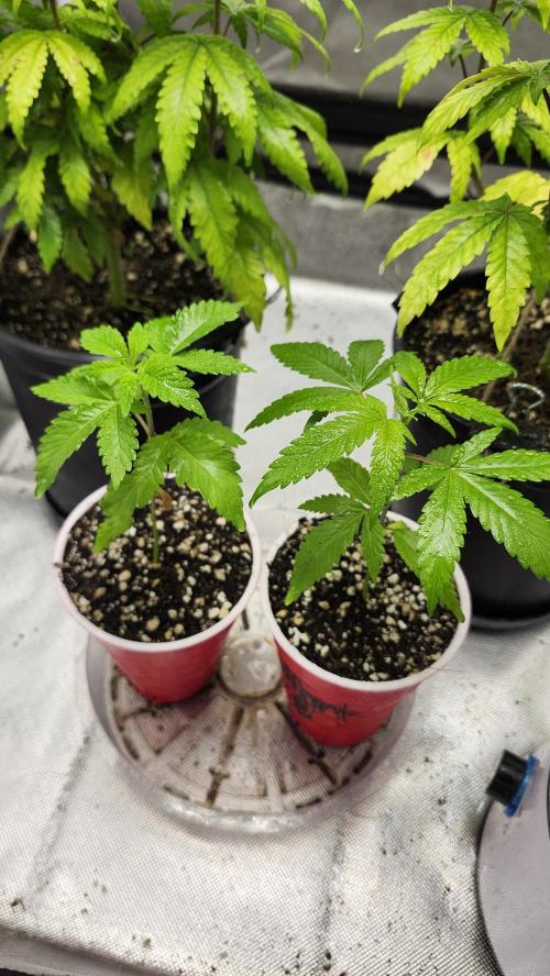 Big Berry Bliss !!Business!!. Week 1 - 04/26 (Both)