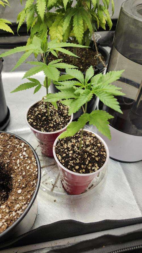 Big Berry Bliss !!Business!!. Week 1 - 04/26 (Both)