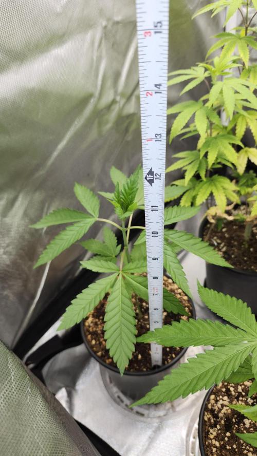 Big Berry Bliss !!Business!!. Week 2 - 04/26 (2)