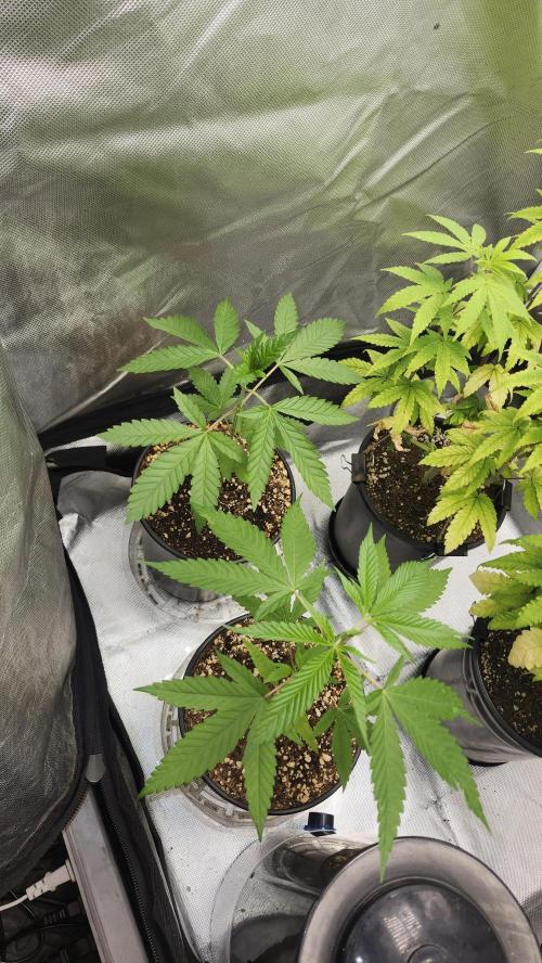 Big Berry Bliss !!Business!!. Week 2 - 04/26 (Both)