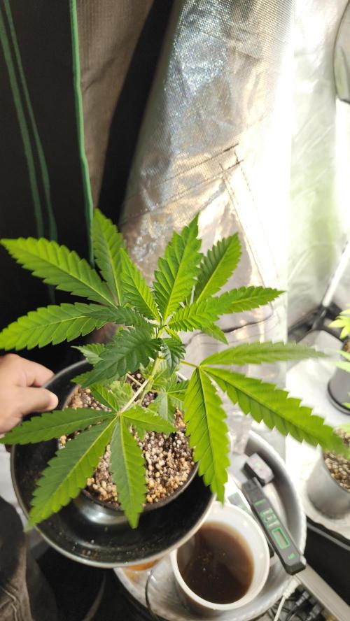 Big Berry Bliss !!Business!!. Week 2 - 04/29 (1)