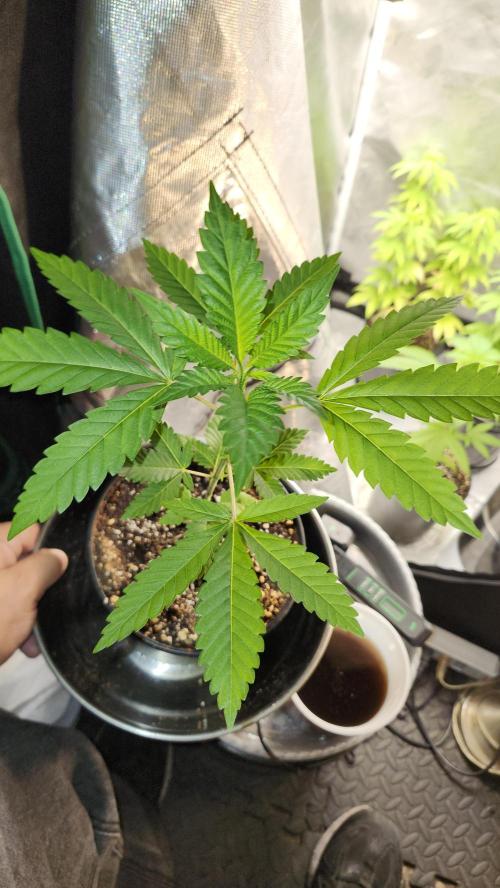 Big Berry Bliss !!Business!!. Week 2 - 04/29 (1)
